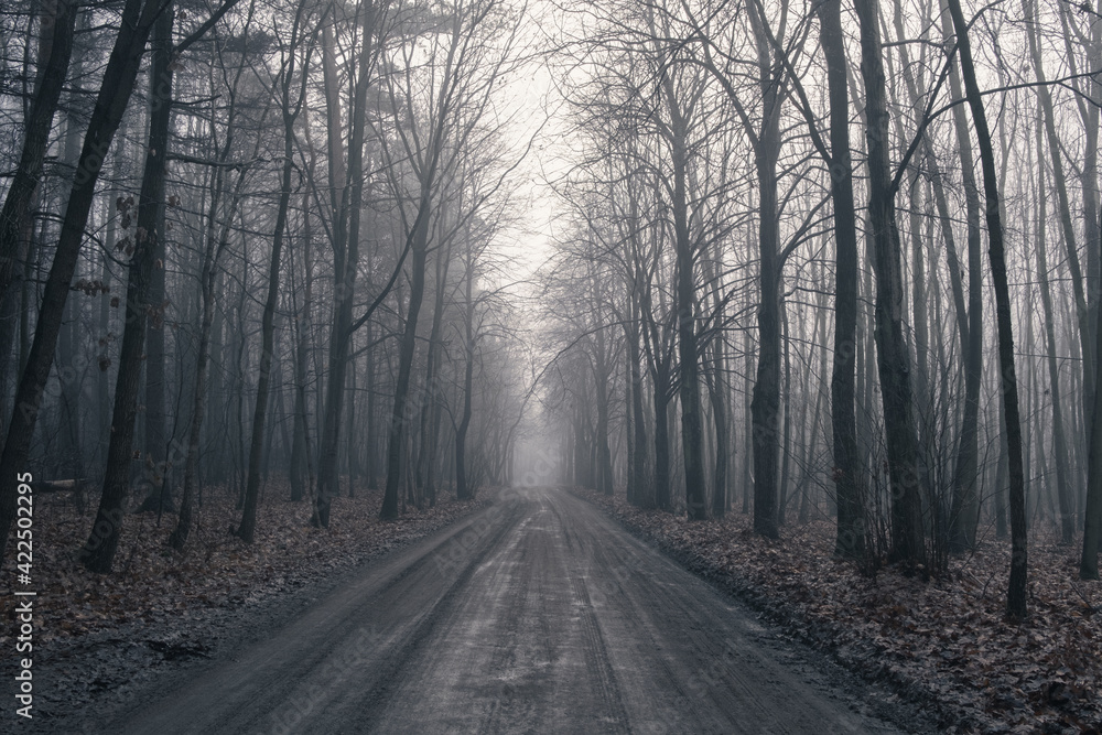 Dark forest with wide road and mist