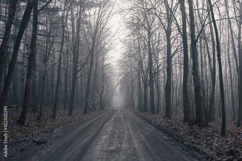 Dark forest with wide road and mist
