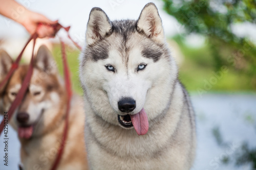 Siberian husky puppy on the street 