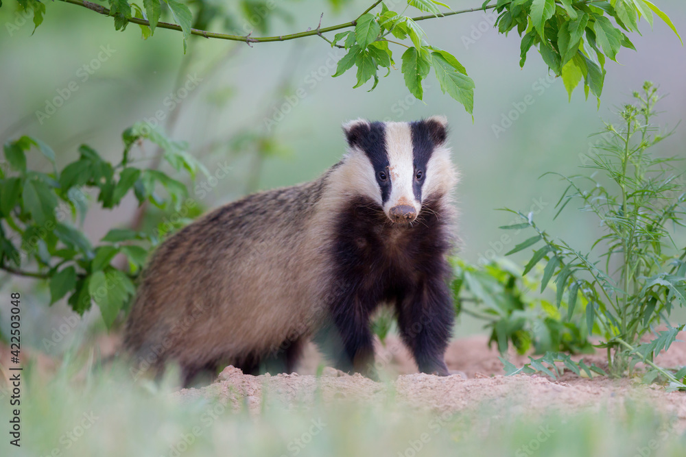 borsuk badger