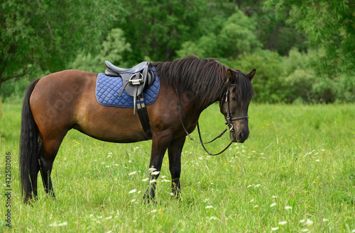 Beautiful bay horse is eating the grass at a edge of a deciduous forest in summer.