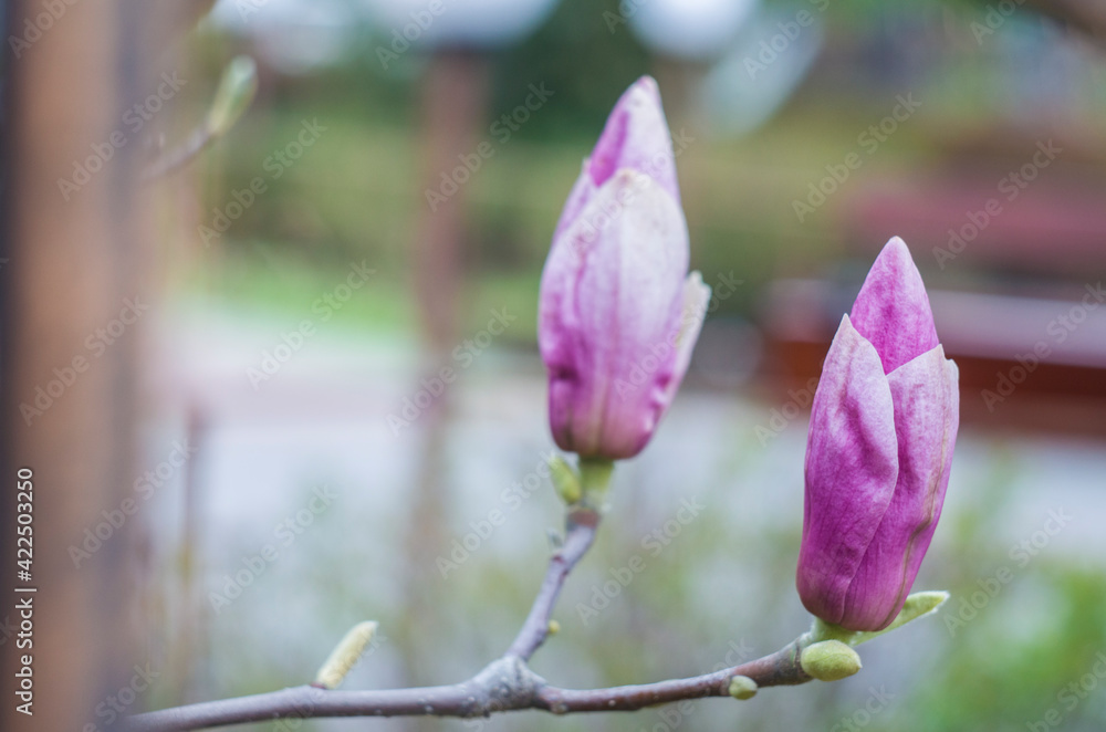 Bright gentle beautiful pink magnolia flowers on a branch of a blossoming tree. Bright gentle beautiful pink magnolia flowers on a branch of a blossoming tree.