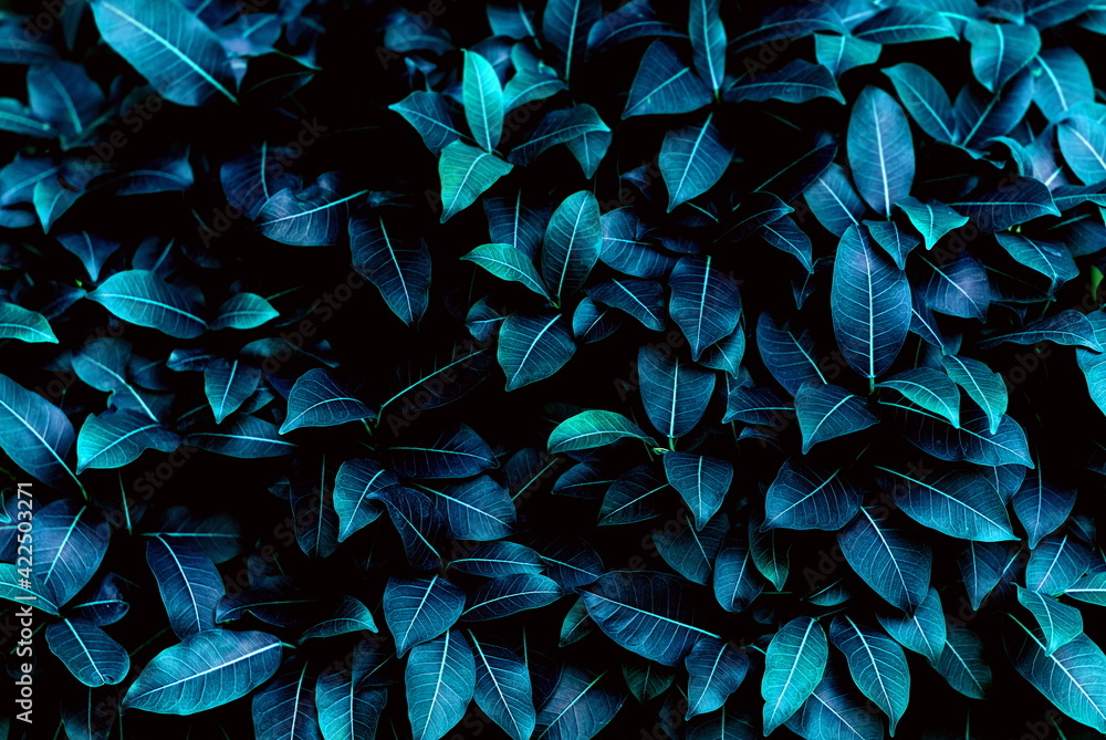 Navy blue leaves background, Dark blue leaf overlap pattern, Blue black foliage textured and backgrounds