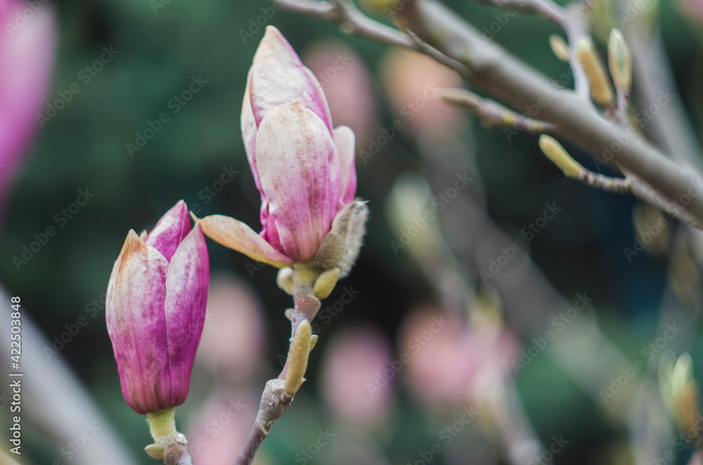 Bright gentle beautiful pink magnolia flowers on a branch of a blossoming tree. Bright gentle beautiful pink magnolia flowers on a branch of a blossoming tree.