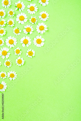 Spring fever chrysanthemum flowers poster © Lili.Q