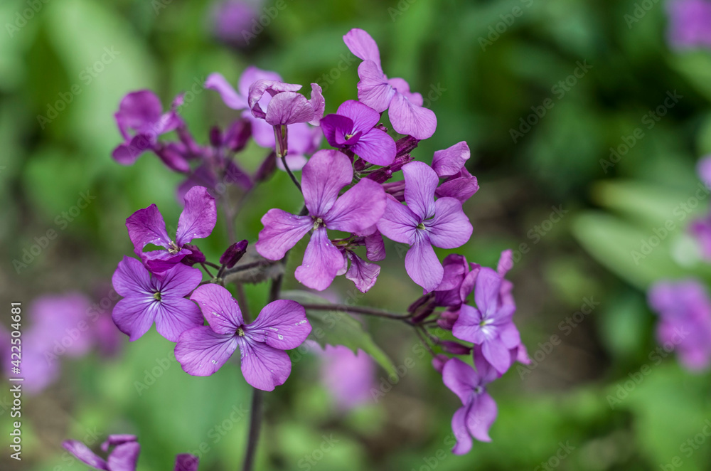 Annual Honesty.Violet flowers on the spring photo.