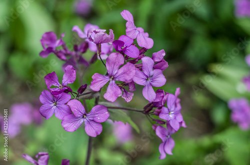 Annual Honesty.Violet flowers on the spring photo.