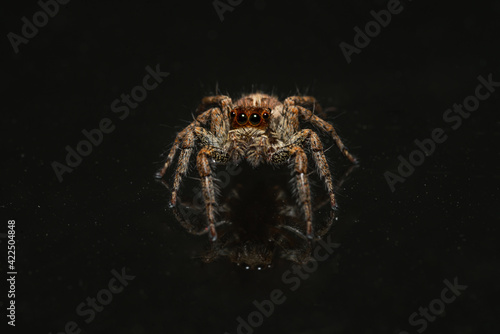 Tiny Jumping Spider on Glass Macro Close up