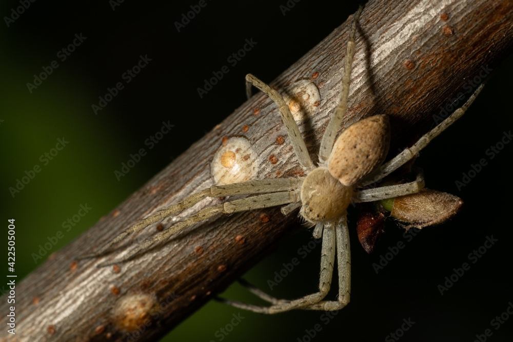 Fototapeta premium Spider on branch