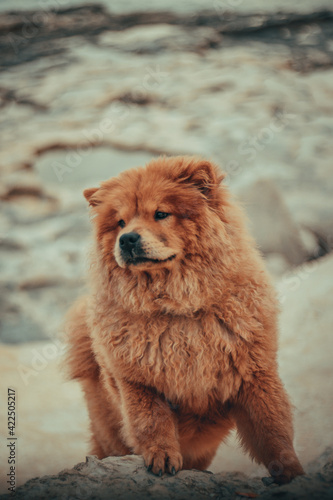 A good day with chow chow Harley
