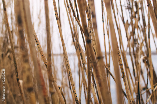 Reed texture closeup. Blurred background and reed stalks create a creative concept. There are red spots on the stems and the flowering of reeds is visible