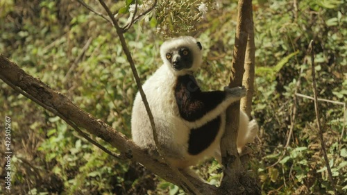 Calm Coquerel's Sifaka looks around from safe perch in tree photo