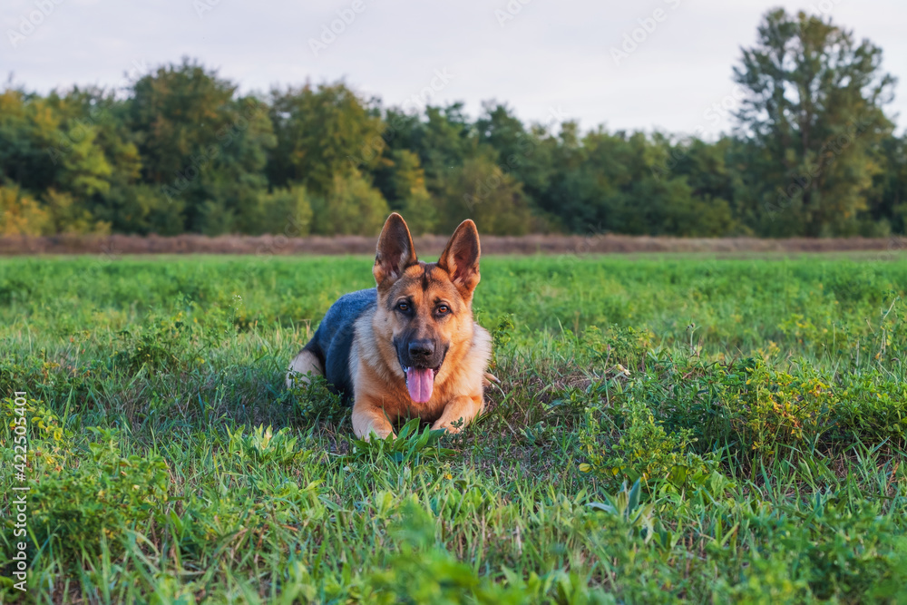 Beautiful german shepherd dog, smart and easy to train on the edge of the forest Beautiful german shepherd dog, smart and easy to train on the edge of the forest