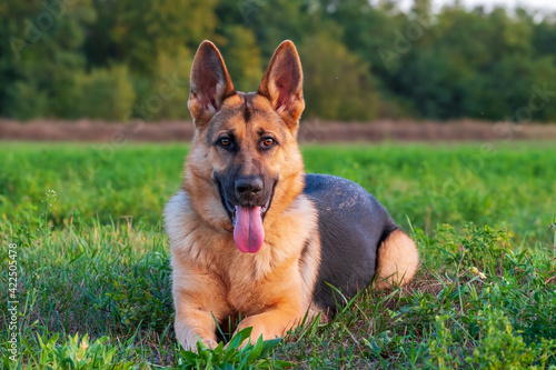 Beautiful german shepherd dog, smart and easy to train on the edge of the forest