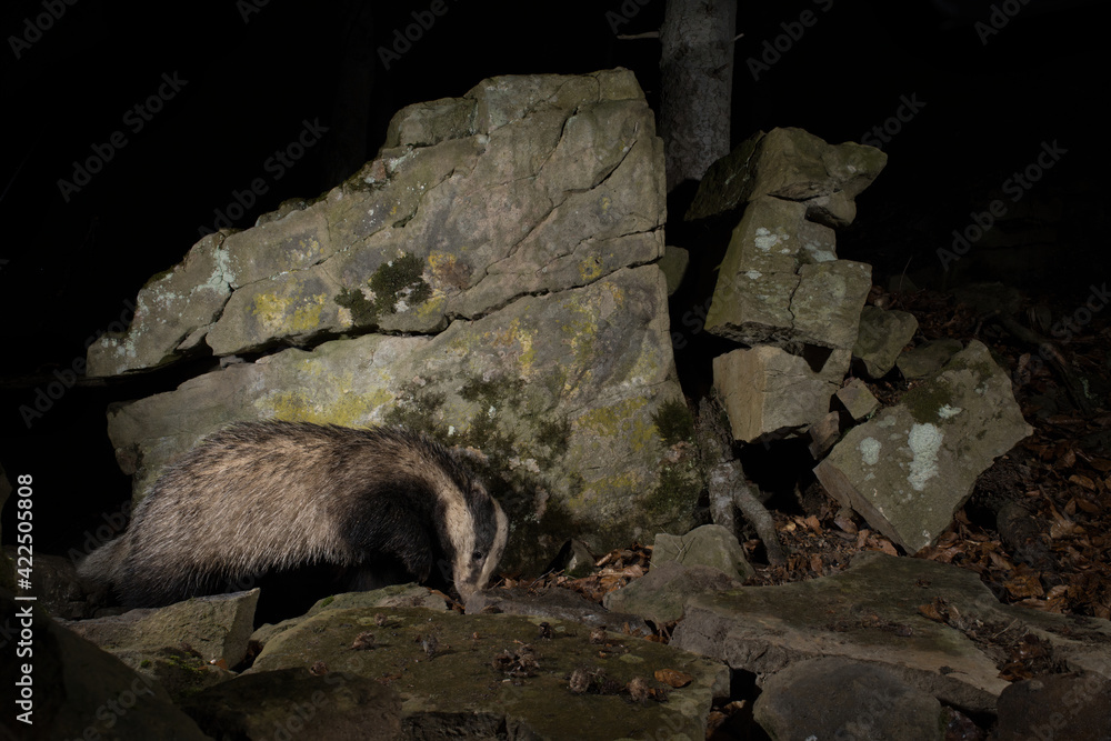borsuk badger