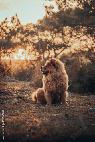 A good day with chow chow Harley