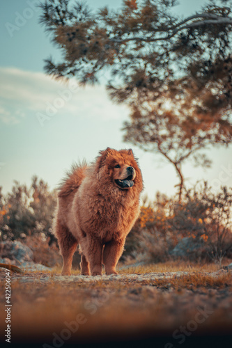A good day with chow chow Harley