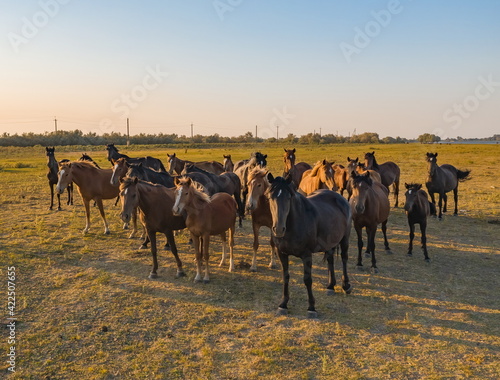 A herd of horses graze on the river bank. Delta of the Volga River. Aerial photography.