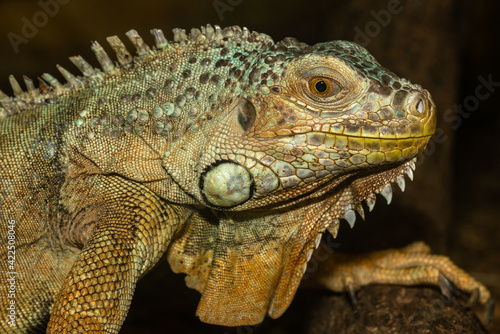 Iguana close up macro portrait