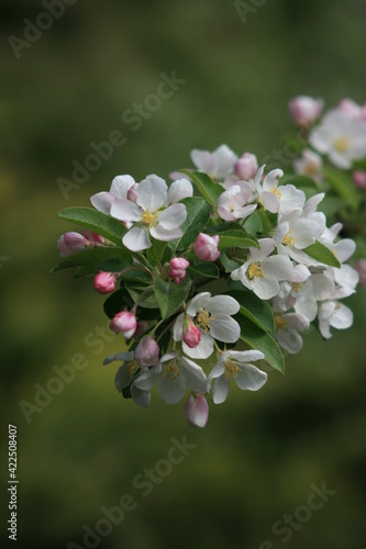 tree blossom