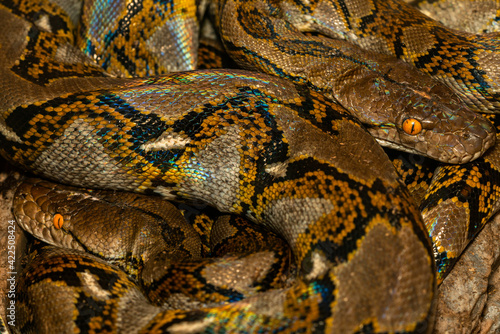 Pythons are resting one on top of the other close up