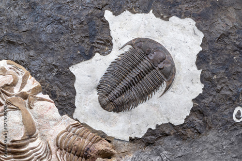 beautiful background with fossilized remains of a trilobite.