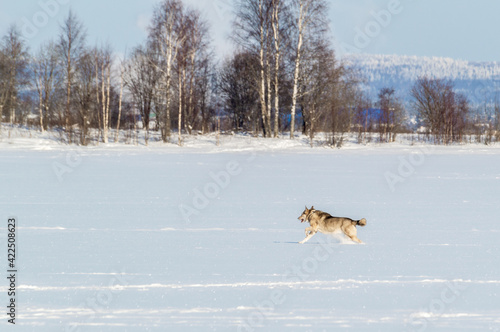 winter landscape with a dog running through the snow © Semiglass