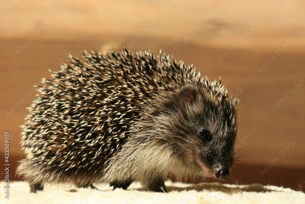 Fototapeta premium hedgehog on the ground