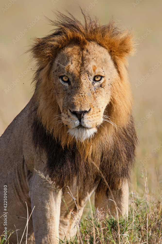 Lion (Panthera leo) male resting in the Masai Mara in Kenya Lion (Panthera leo) male resting in the Masai Mara in Kenya