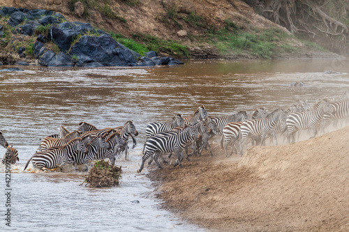 Zebra  Equus burchellii  crossing the Mara River in the migration season in the Masai Mara National Park in Kenya
