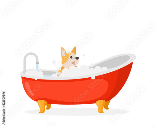 Dog in the bath. Cute corgi taking a bath. 