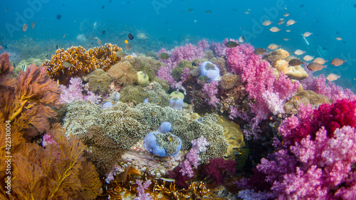 Beautiful  colorful corals on a tropical coral reef .