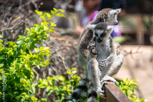 Happy and Playful Lemurs at Zoo 