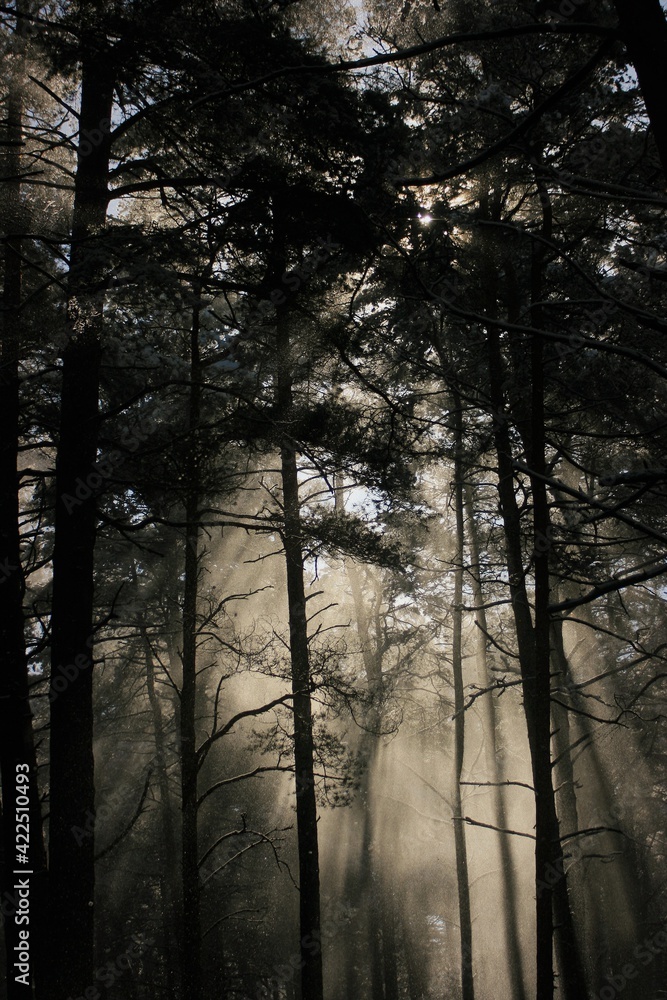 morning in the forest morning in the forest