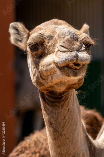 Smiling Camel Portrait Close up