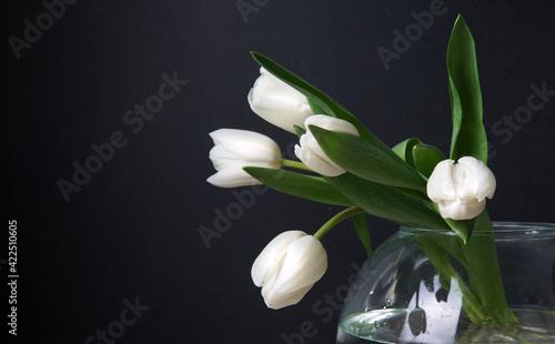 Photo white tulip in a vase on a black background close-up