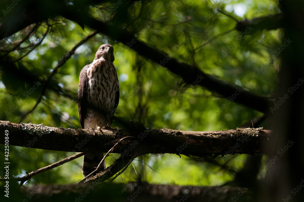 Cooper's hawk perched on tree branch looking forward. Cooper's hawk perched on tree branch looking forward.