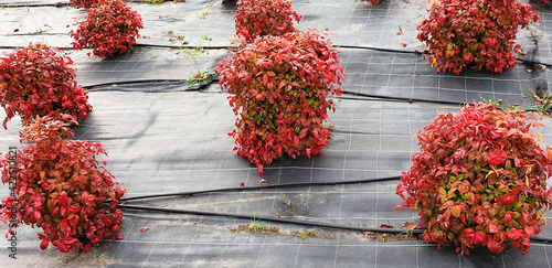 Panorama of red-leaved shrub nandina domestica grows through covering material from weeds. Drip irrigation system for soil in gardens. photo