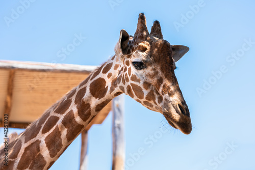 Giraffe Close up Portrait at Zoo