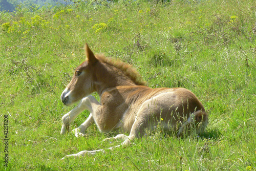 Horse foal lying down on grass