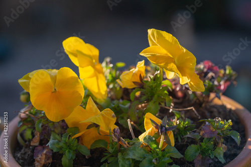 Yellow spring pansies blooming in the early morning sunlight
