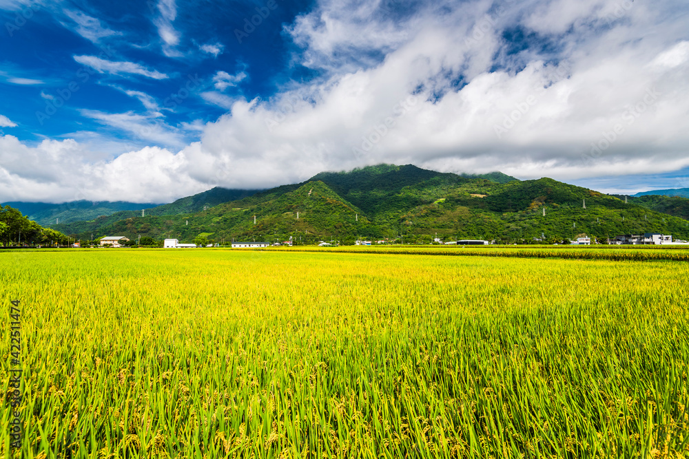 A large area of rice fields with mountains background under the blue sky in Hualien, Taiwan.