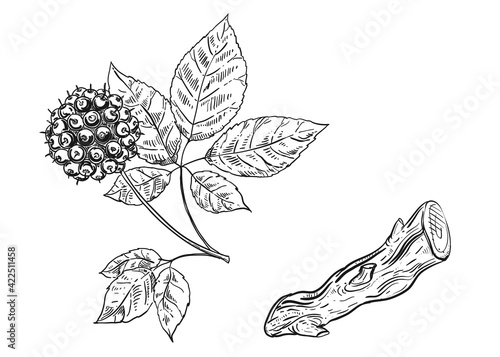 Hand drawn sketch black and white of eleutherococcus, leaf. Vector illustration. Elements in graphic style label, sticker, menu, package. Engraved style illustration.