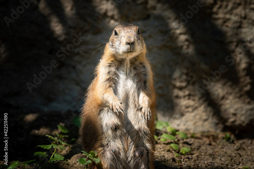 Wallpaper Mural A black tailed prairie dog standing in the sun Torontodigital.ca