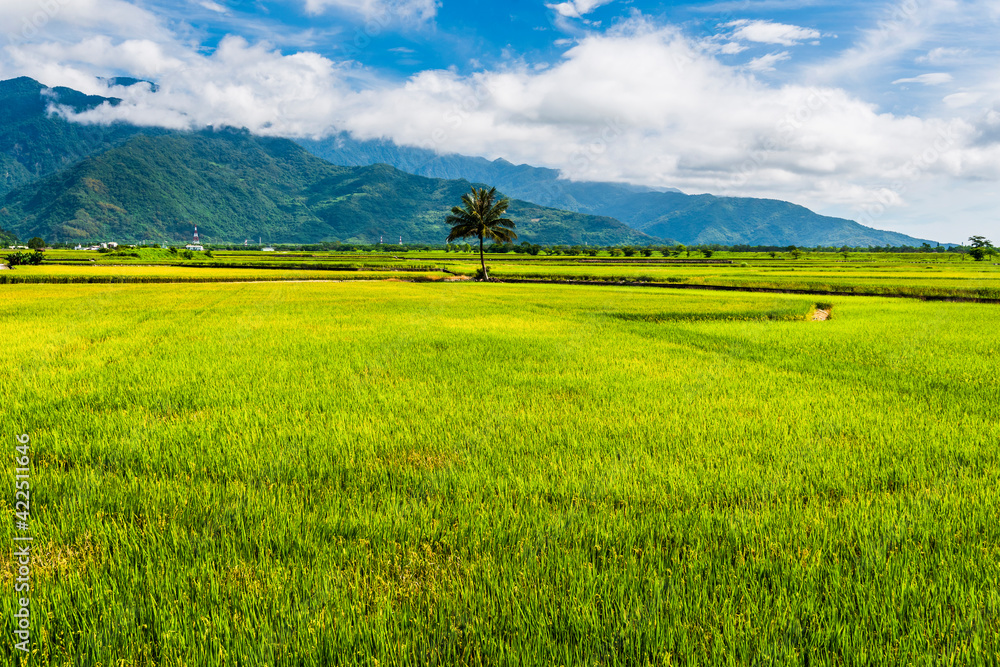 Ripe crop field with mountains background under blue sky, Taiwan eastern.