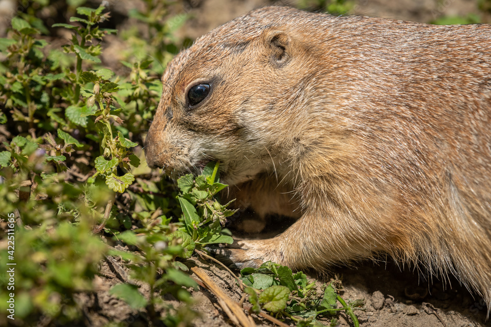 A black tailed prairie dog eating in the sun A black tailed prairie dog eating in the sun