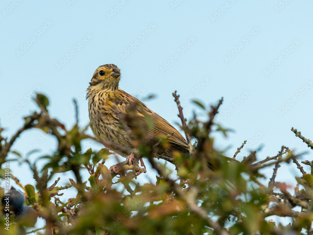 A Cirl bunting sitting on top of a bush A Cirl bunting sitting on top of a bush