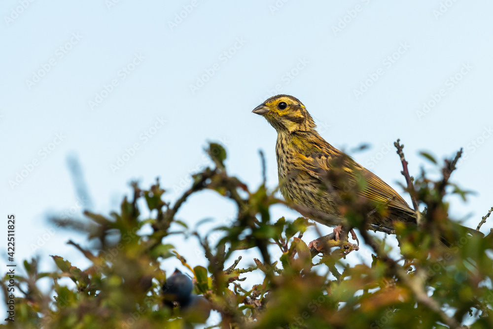 Fototapeta premium A Cirl bunting sitting on top of a bush