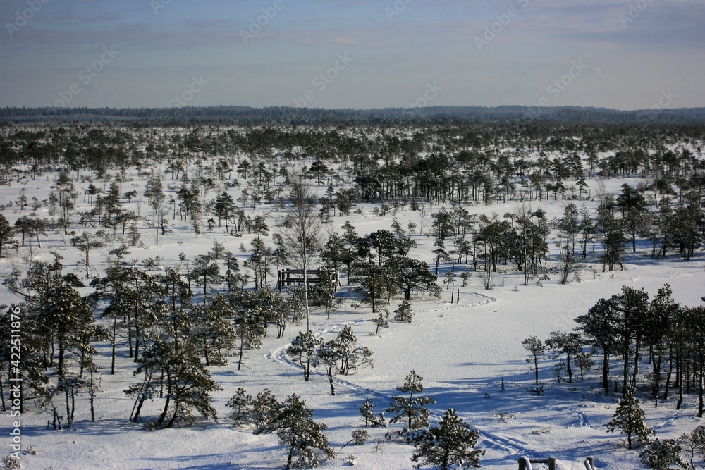 landscape with snow covered trees