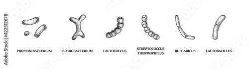 Set of hand drawn probiotics bacterias: lactococcus, lactobacillus, bulgaricus, bifidobacterium, propionibacterium, streptococcus. Vector illustration in sketch style